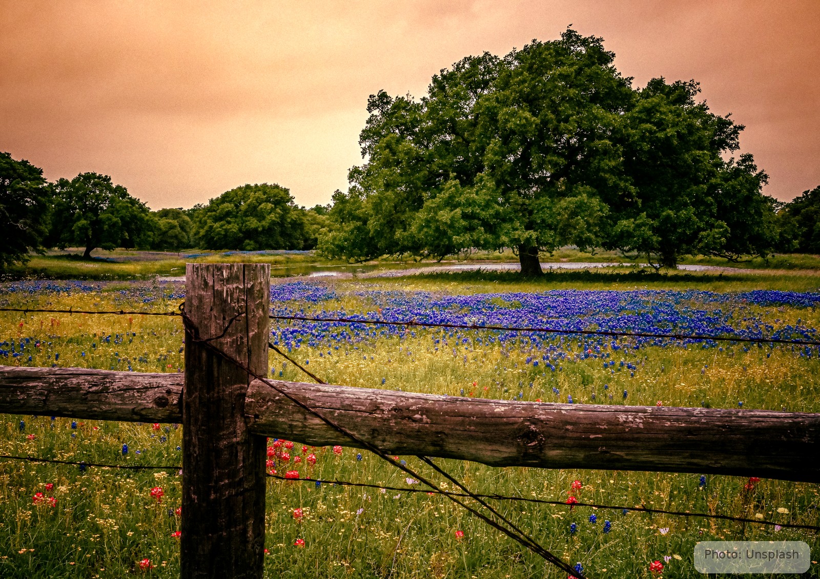 A weathered wooden ranch fence borders a Texas Hill Country pasture of bluebonnets and live oaks at golden hour.